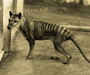 thylacine-tasmanian-tiger-
